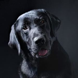 Meet your Posher, Bridget